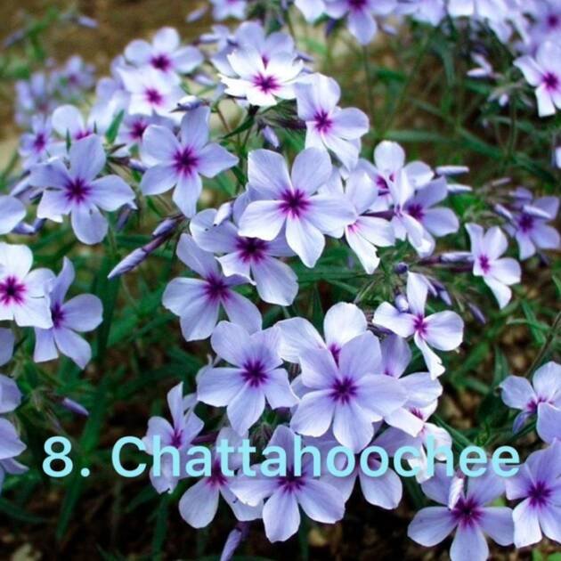 Флокс 8.Chattahoochee (горщик ф12)