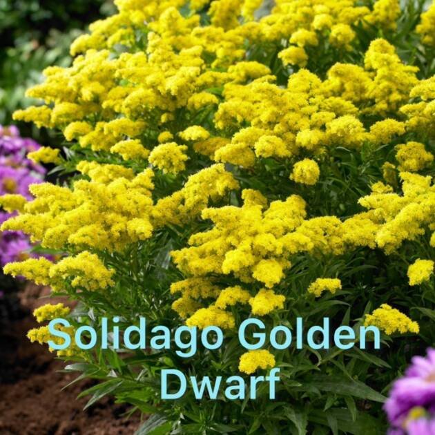 Солідаго «Golden Dwarf» (горщик ф12)