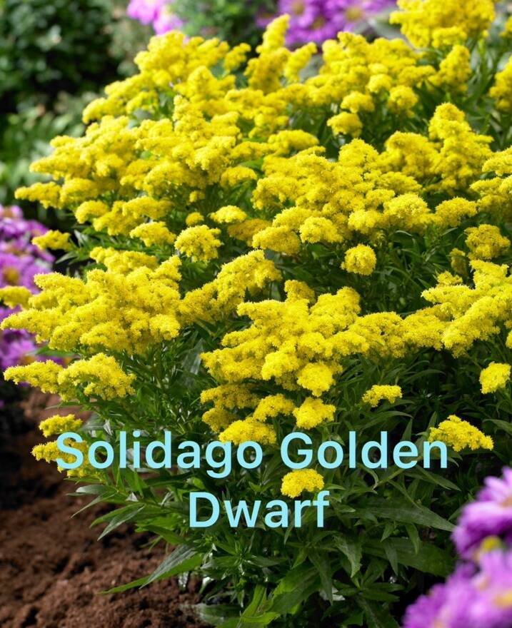 Солідаго «Golden Dwarf» (горщик ф12)