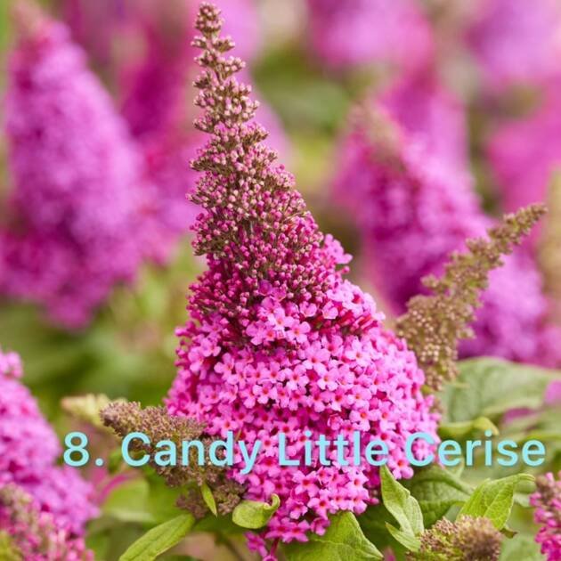 Будлея 8.Candy Little Cerise
