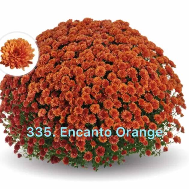 Хризантема шаровидна (горщик) 335.Encanto Orange
