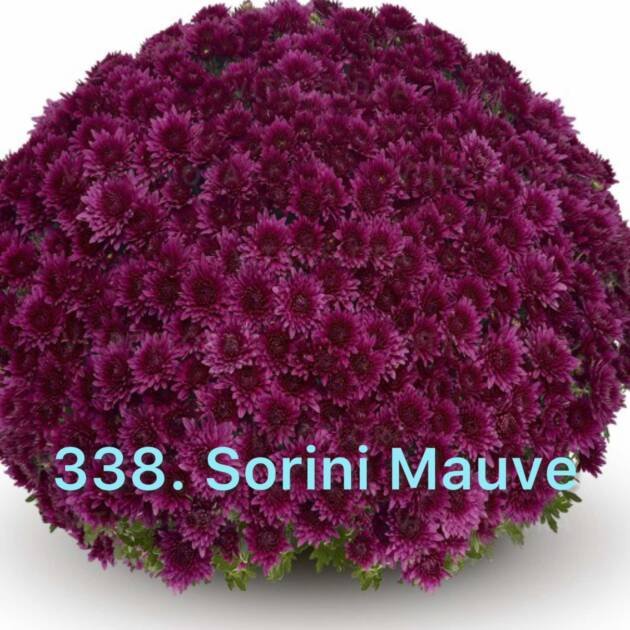 Хризантема шаровидна (горщик) 338.Sorini Mauve