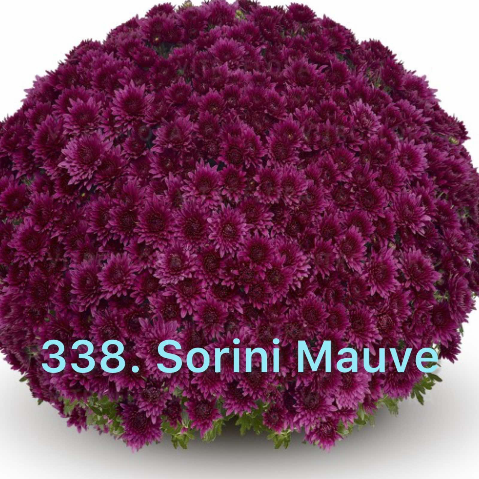 Хризантема шаровидна (горщик) 338.Sorini Mauve