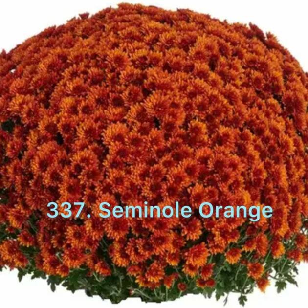 Хризантема шаровидна (горщик) 337.Seminole Orange