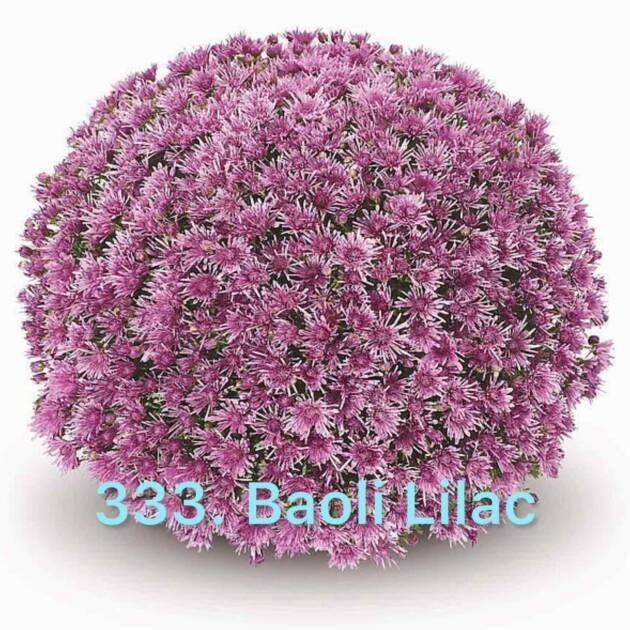 Хризантема шаровидна 333.Baoli Lilac (горщик)