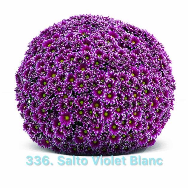 Хризантема шаровидна (горщик) 336.Salto Violet Blanc