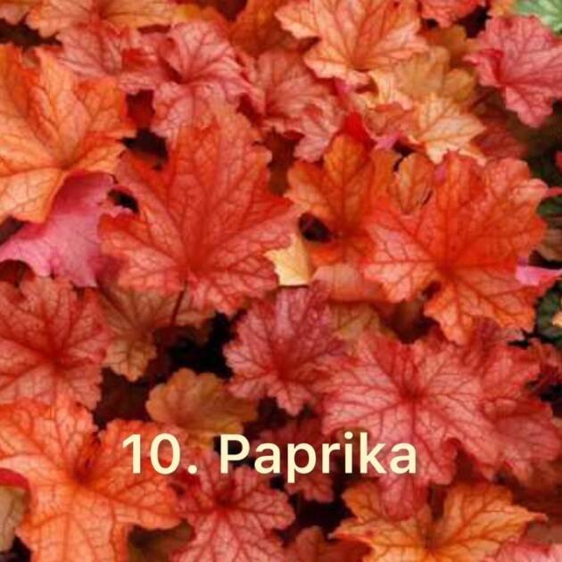 Гейхера 10.Paprika (горщик ф12)