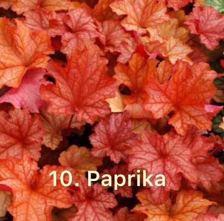 Гейхера 10.Paprika (горщик ф12)