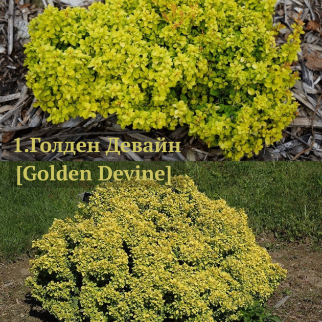 Барбарис 1.Голден Девайн [Golden Devine] (горщик 1,5л)