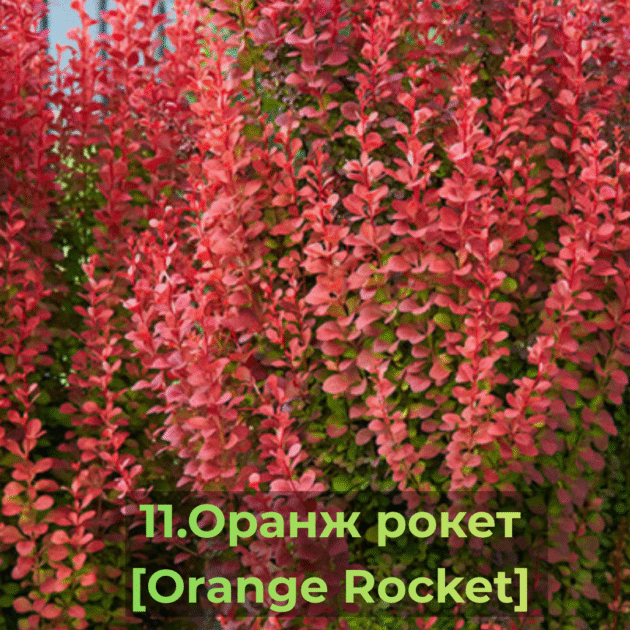 Барбарис 11.Оранж рокет [Orange Rocket]