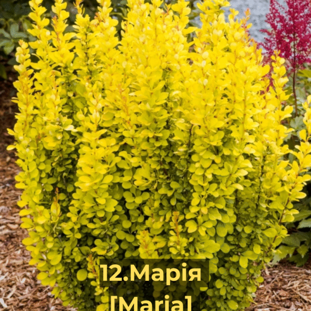 Барбарис 12.Марія [Maria]