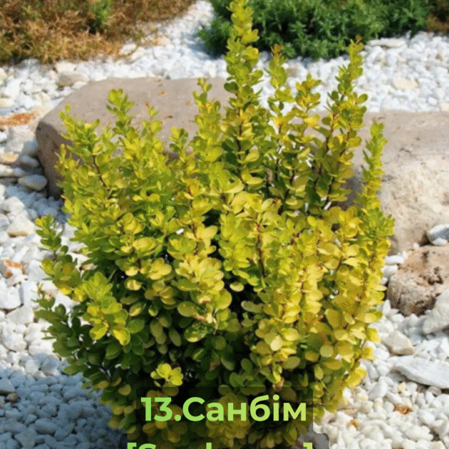 Барбарис 13.Санбім [Sunbeam]
