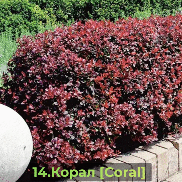 Барбарис 14.Корал [Coral]