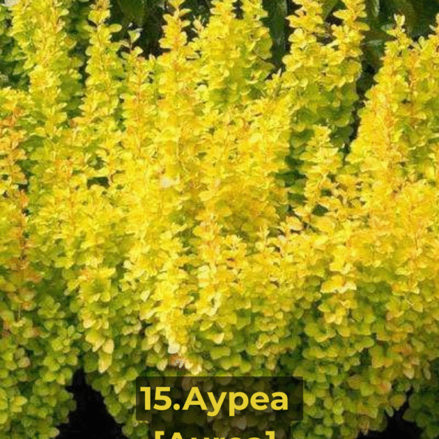 Барбарис 15.Ауреа [Aurea]