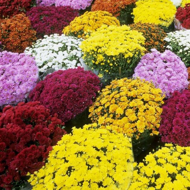 Хризантема (мікс)