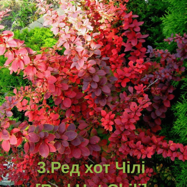 Барбарис 3.Ред хот Чілі [Red Hot Chili]