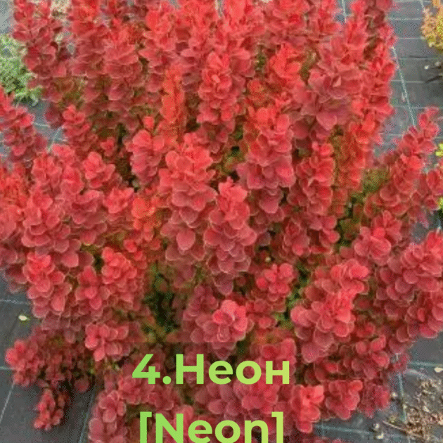 Барбарис 4.Неон [Neon]