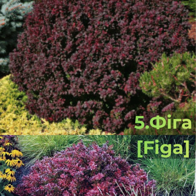 Барбарис 5.Фіга [Figa]