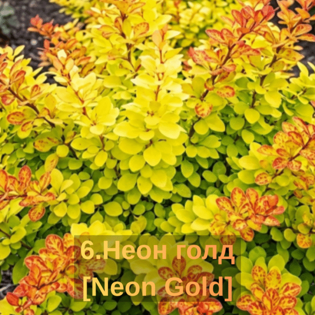 Барбарис 6.Неон голд [Neon Gold]
