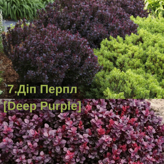 Барбарис 7.Діп Перпл [Deep Purple]