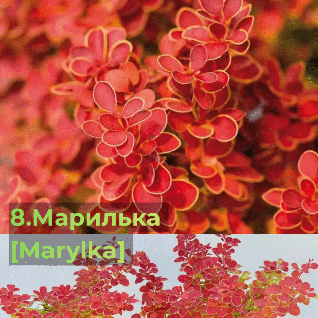 Барбарис 8.Марилька [Marylka]