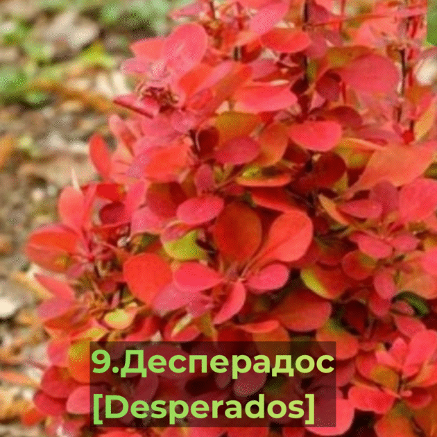 Барбарис 9.Десперадос [Desperados]