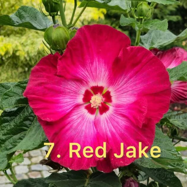 Гібіскус 7. Red Jake