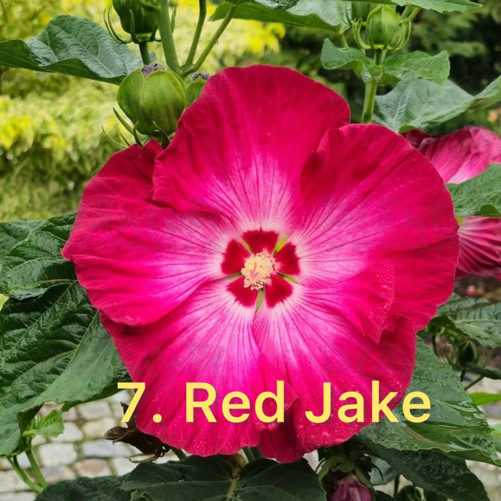 Гібіскус 7. Red Jake