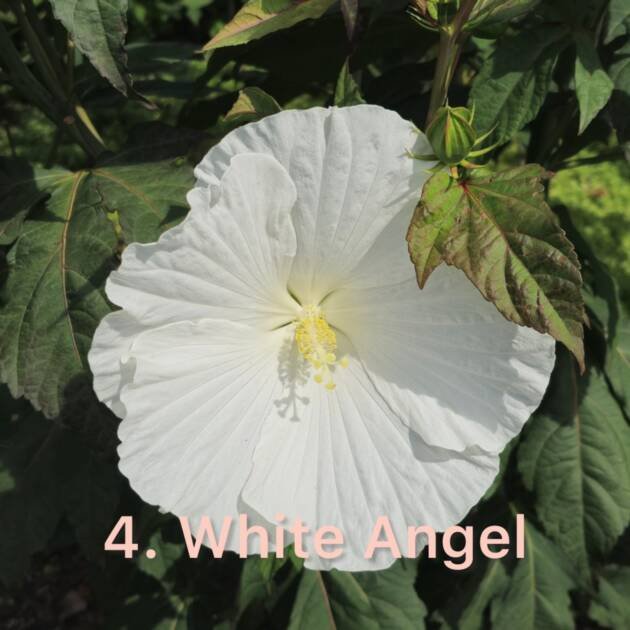 Гібіскус 4.White Angel