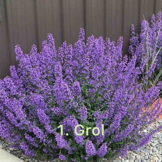 Непета 1.Grol (горщик ф12)