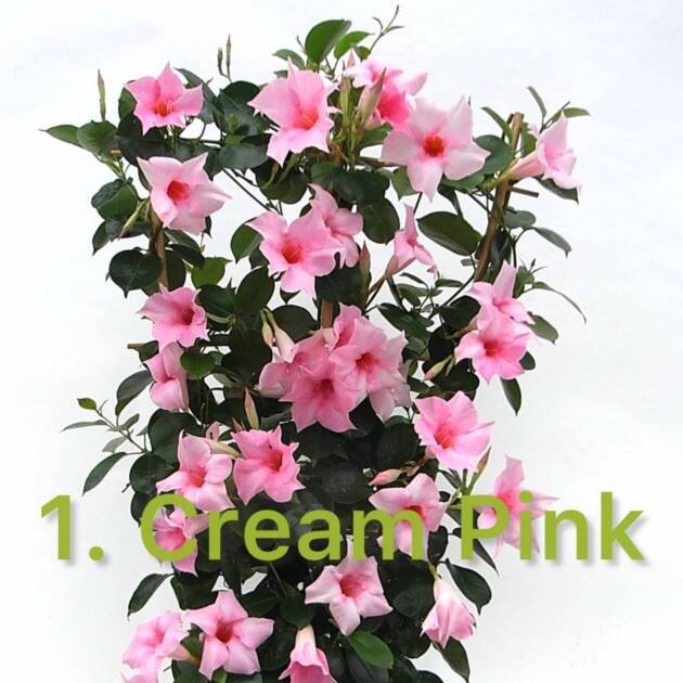 Дипладенія 1. Cream Pink