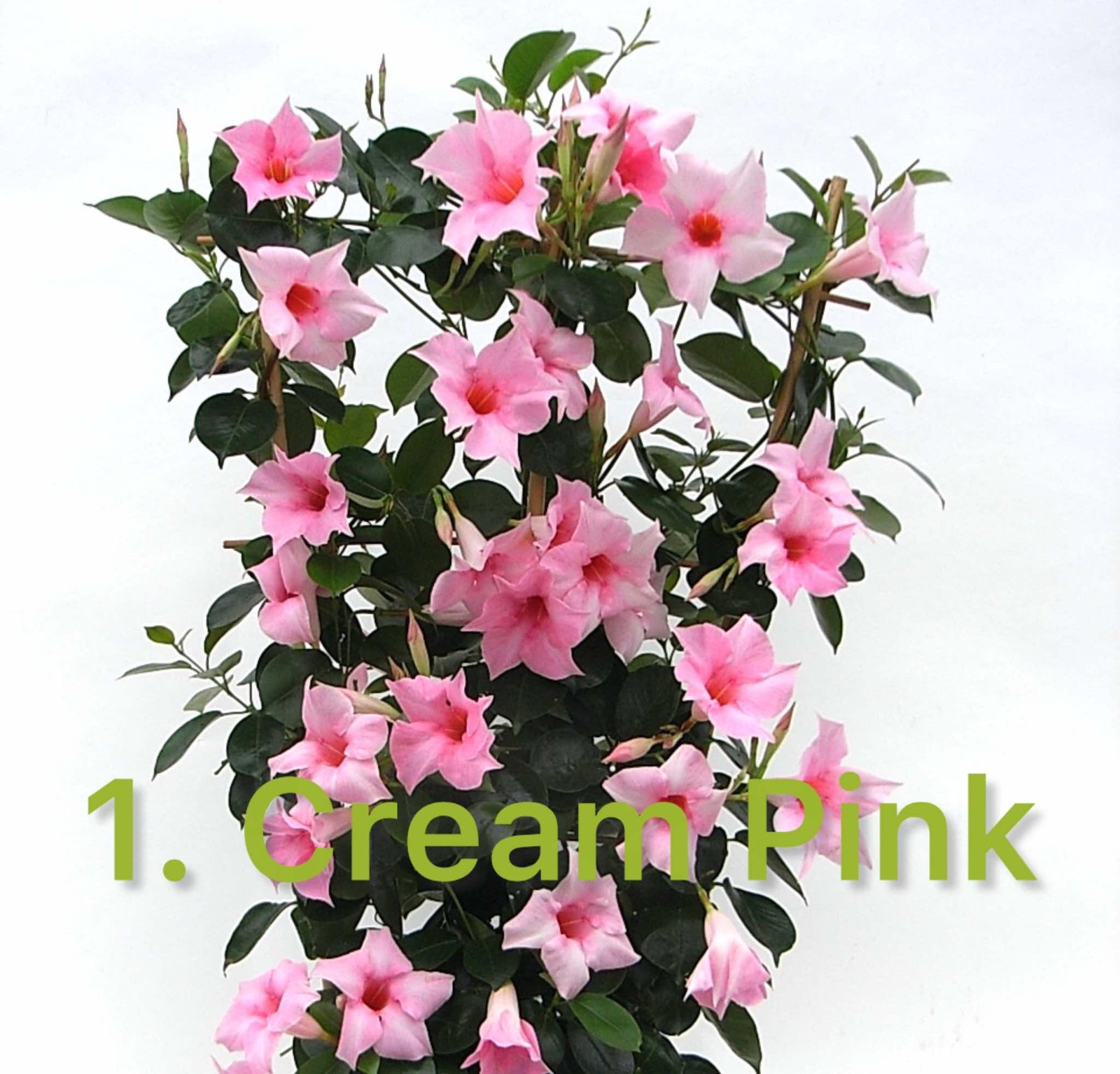 Дипладенія 1. Cream Pink