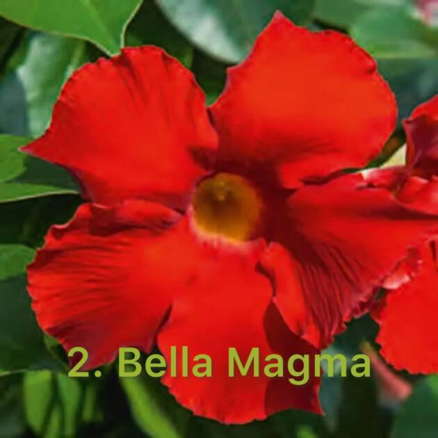 Дипладенія 2. Bella Magma