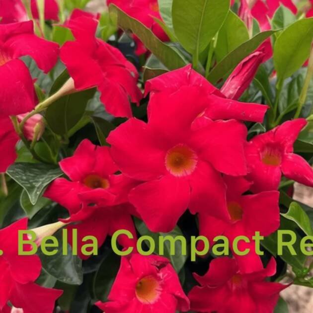 Дипладенія 3. Bella Compact Red