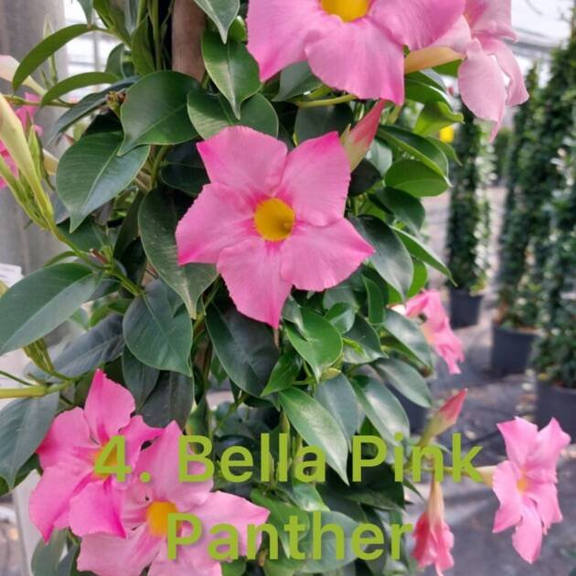 Дипладенія 4. Bella Pink Panther