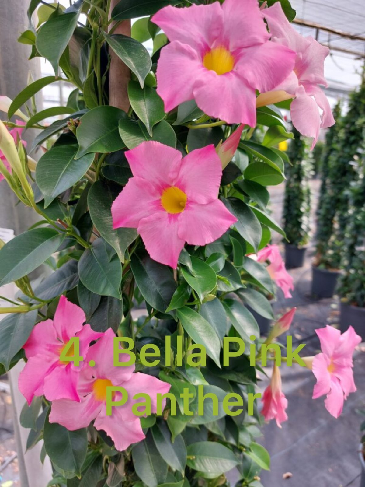 Дипладенія 4. Bella Pink Panther