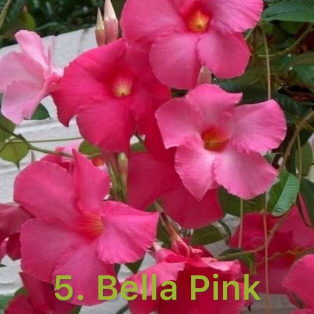 Дипладенія 5. Bella Pink