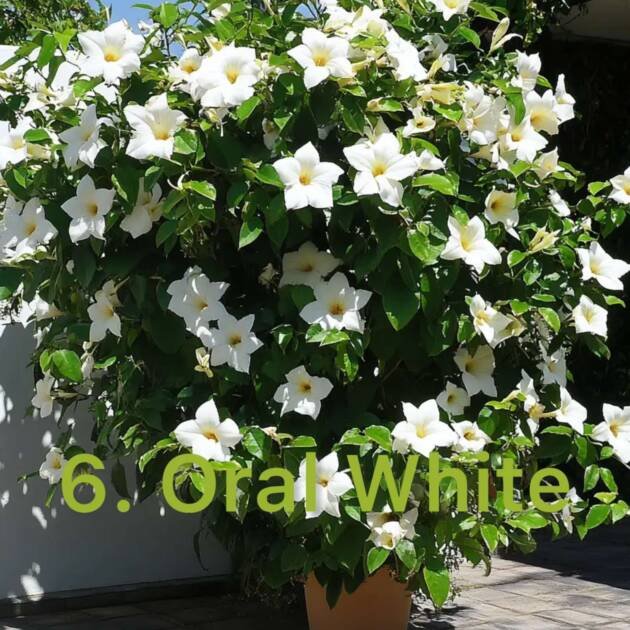 Дипладенія 6. Oral White