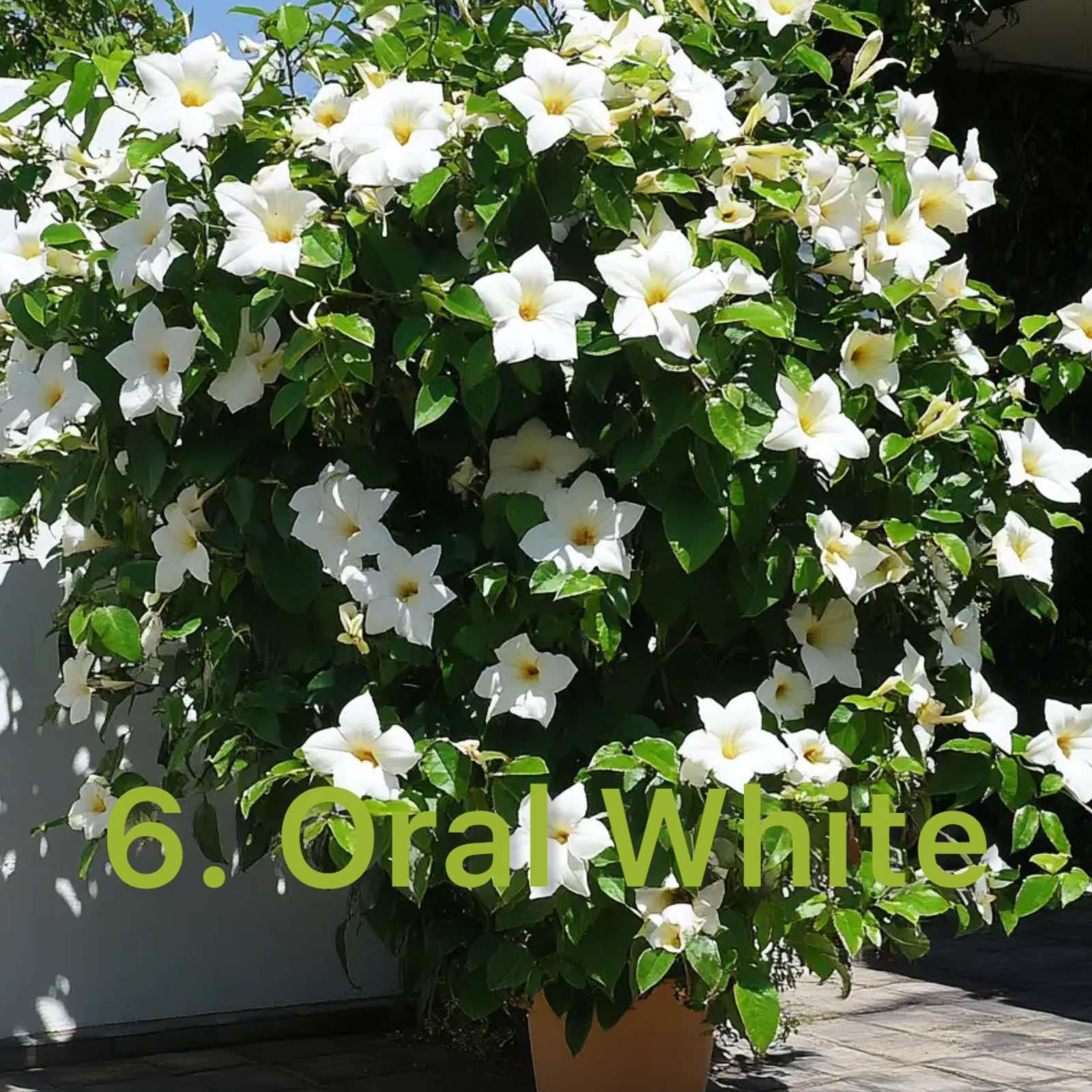 Дипладенія 6. Oral White