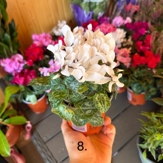 Цикламен 8.