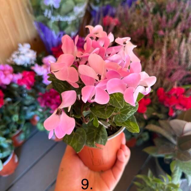 Цикламен 9.