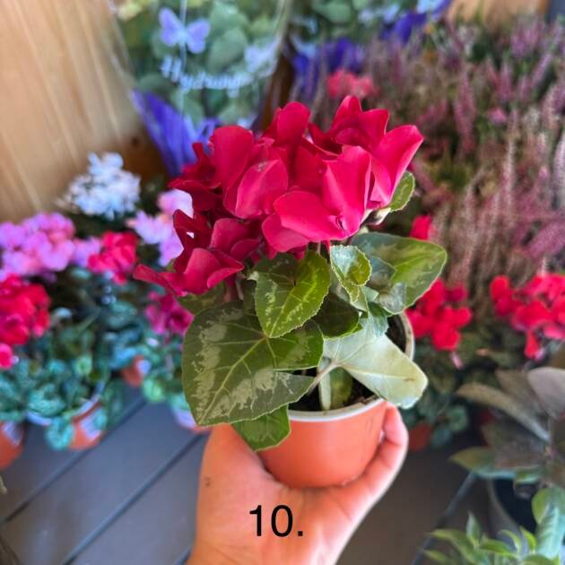 Цикламен 10.