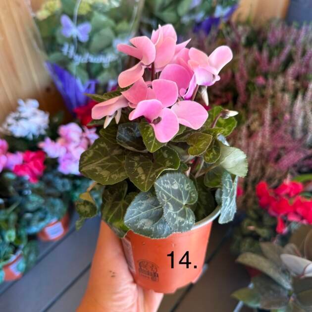 Цикламен 14.