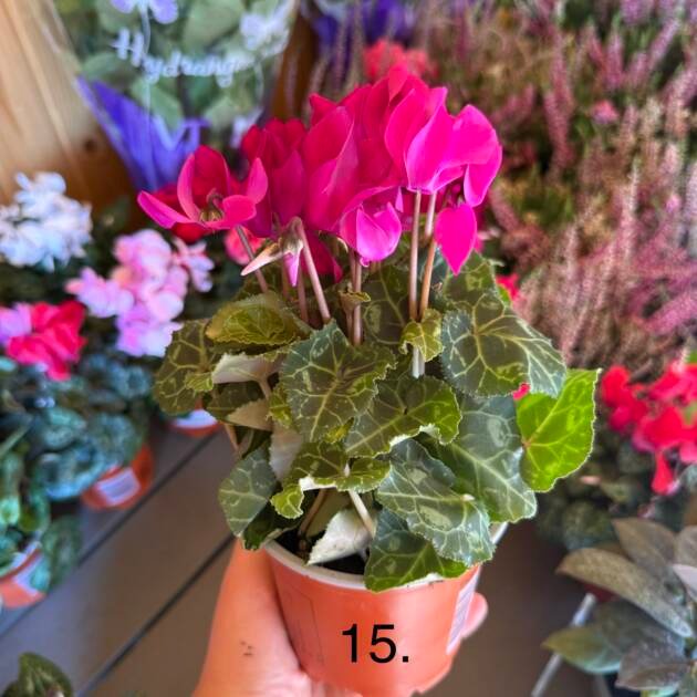 Цикламен 15.