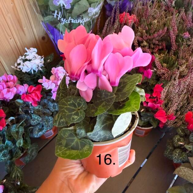 Цикламен 16.
