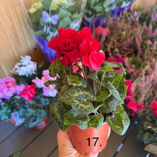 Цикламен 17.