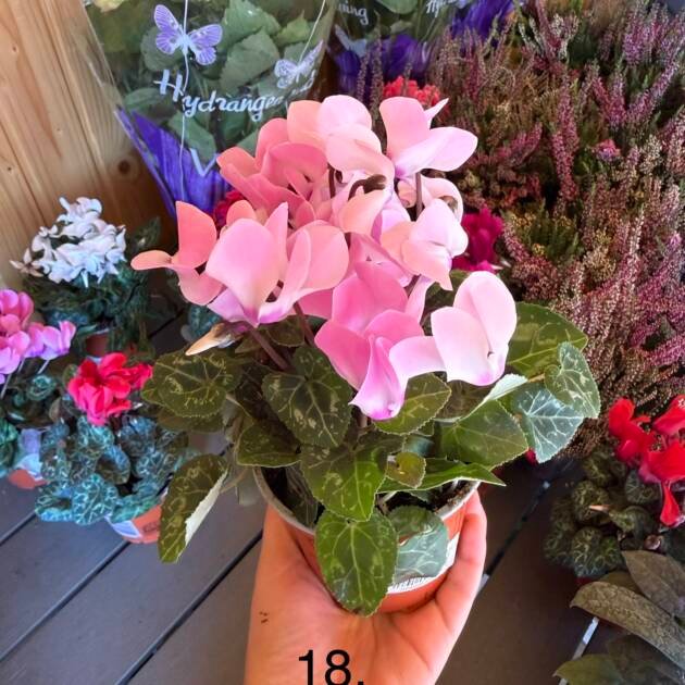 Цикламен 18.