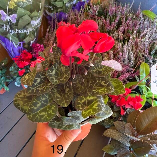 Цикламен 19.