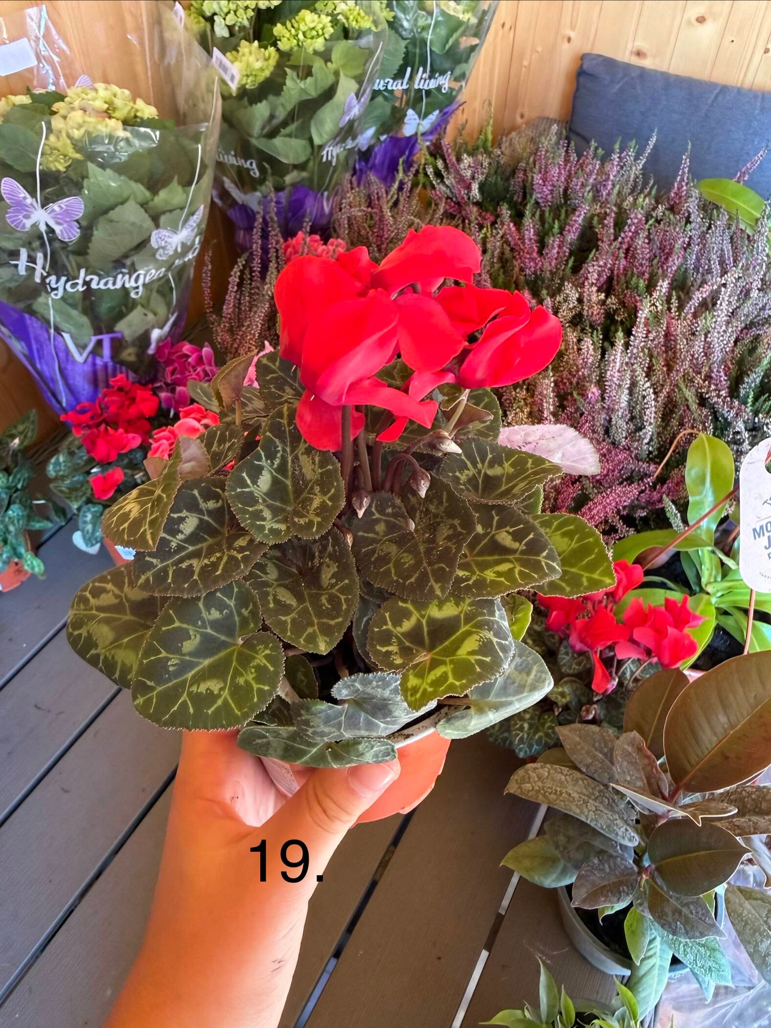 Цикламен 19.