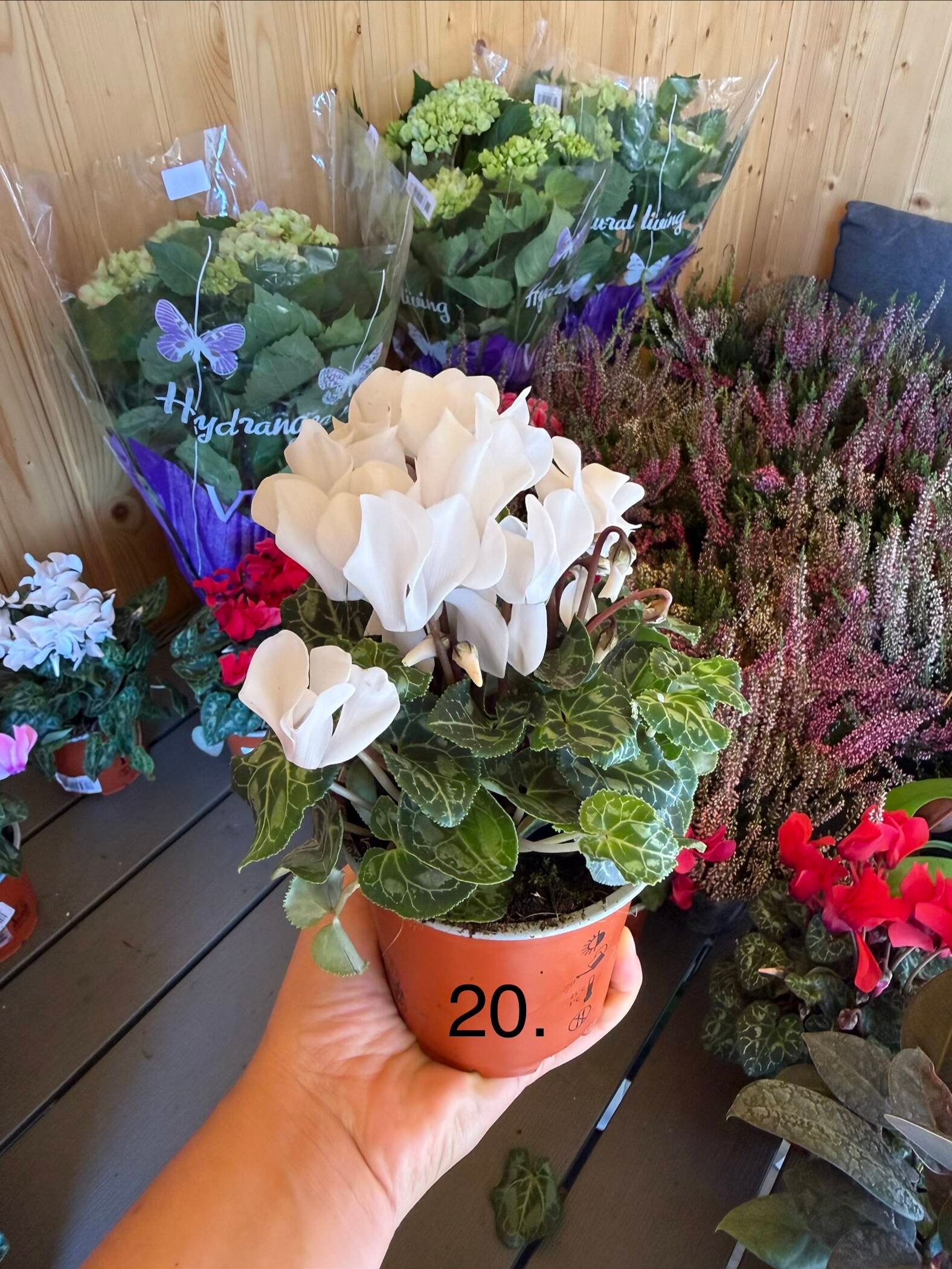 Цикламен 20.